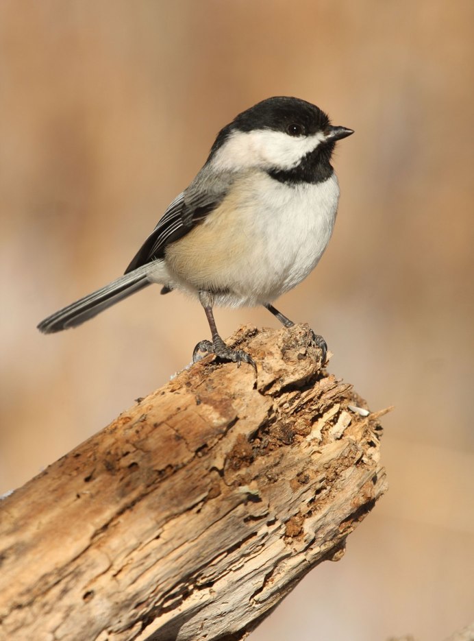 Белая трясогузка Motacilla Alba