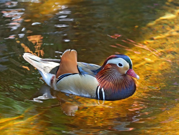 Утка-Мандаринка птица Удод