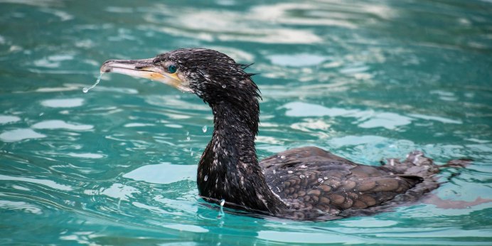 Баклан в воде фото