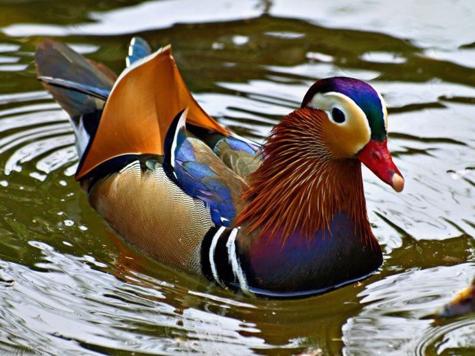 Водоплавающая птица Мандаринка