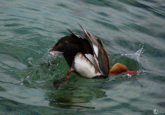 Черная морская утка нырок