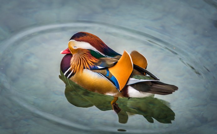 Утка в пруду