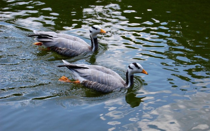 Карпо Утиные хозяйства
