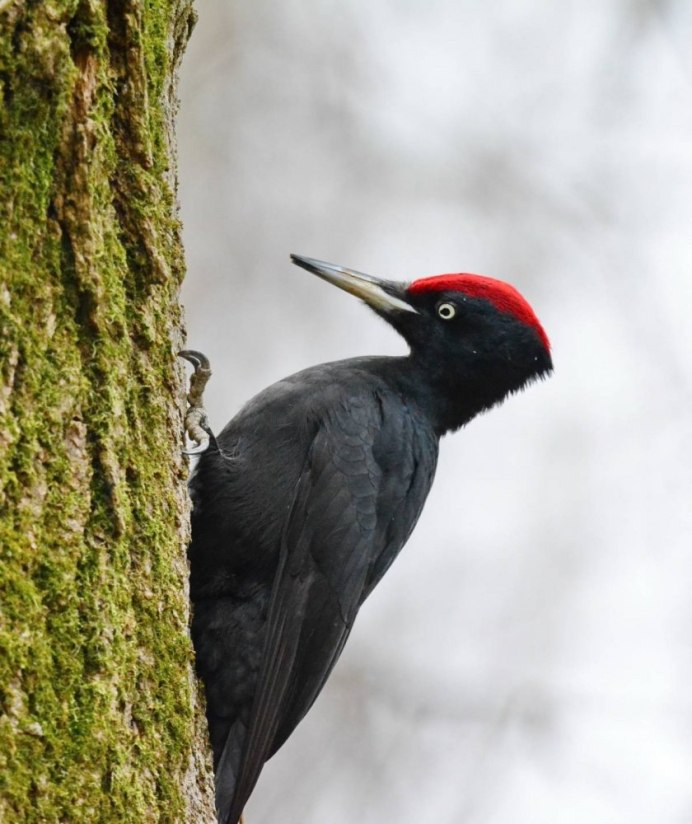 Дятел Желна