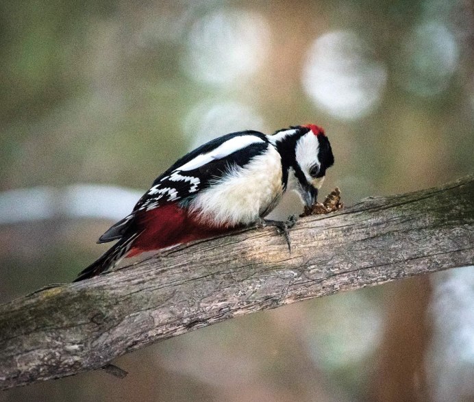 Красноспинный дятел