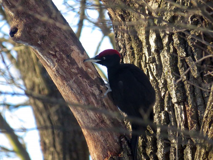 Желна это вид какой птицы