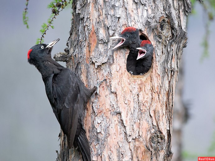 Птица с красной шапочкой на голове