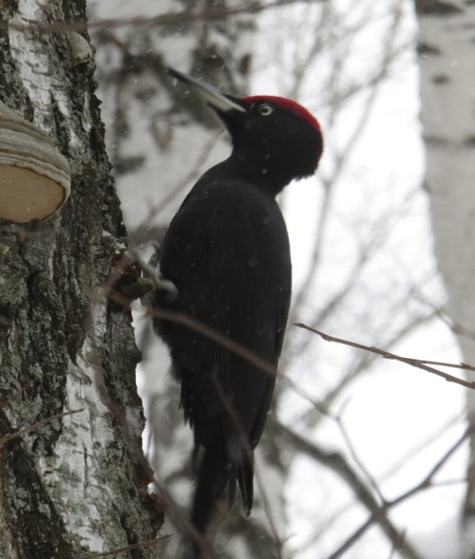 Зелёный дятел с хохолком