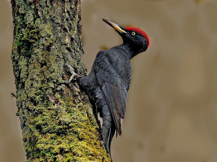Европейский средний дятел