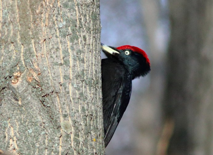 Большой черный дятел Желна