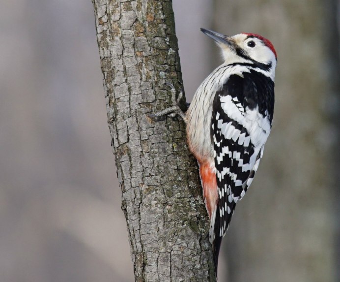 Киров Желны