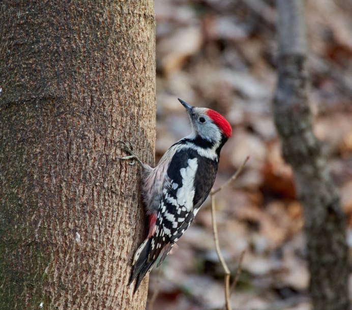 Дятлы Кировской области
