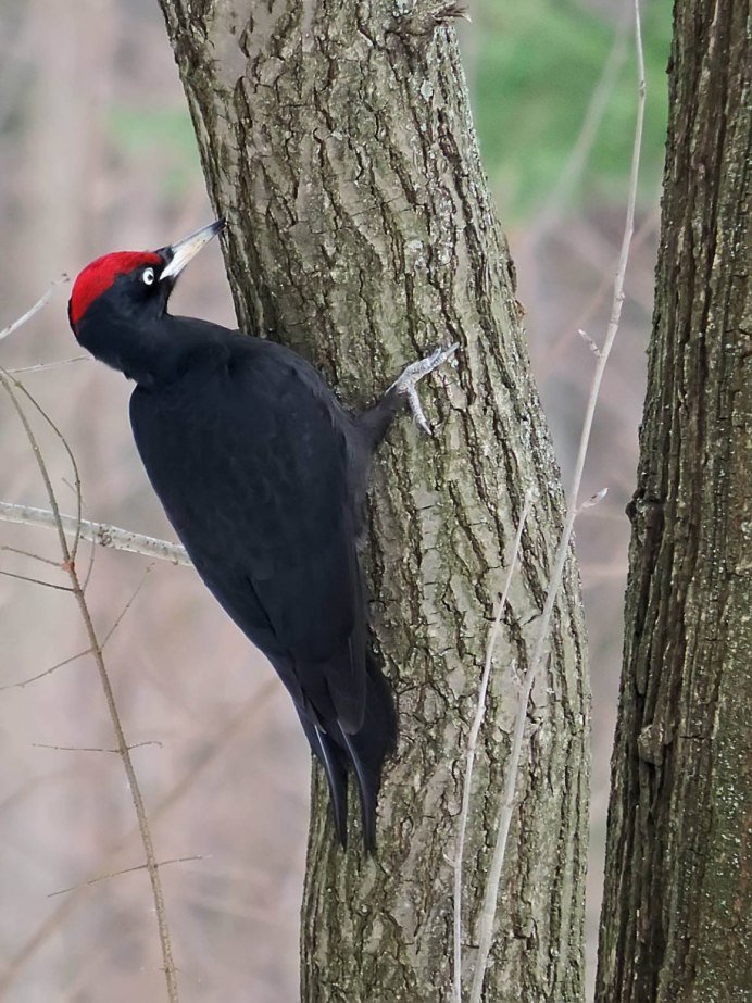 Желна питание