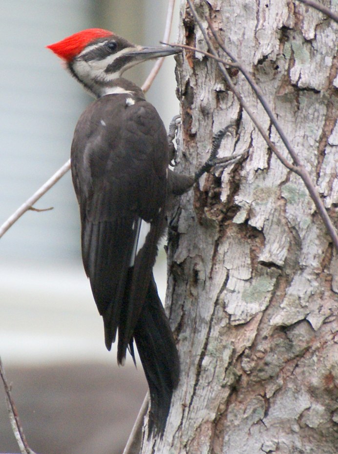 Дятел Перелетная птица