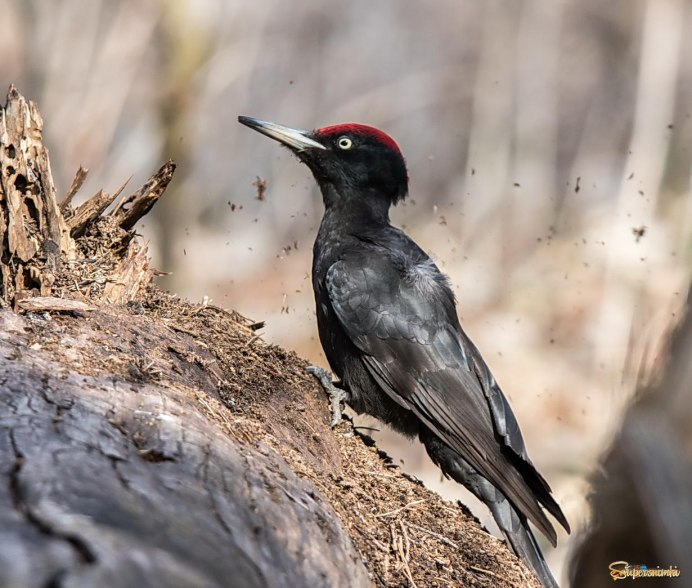 Дятел орнитология