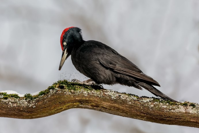 Пестрая птица с красной головой