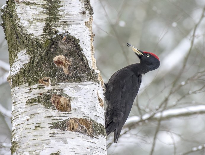 Большой черный дятел Желна