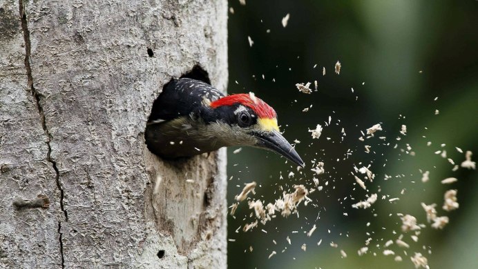 Дятел красноголовик