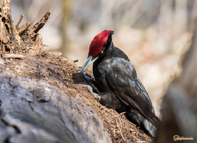 Дятел хохлатая Желна