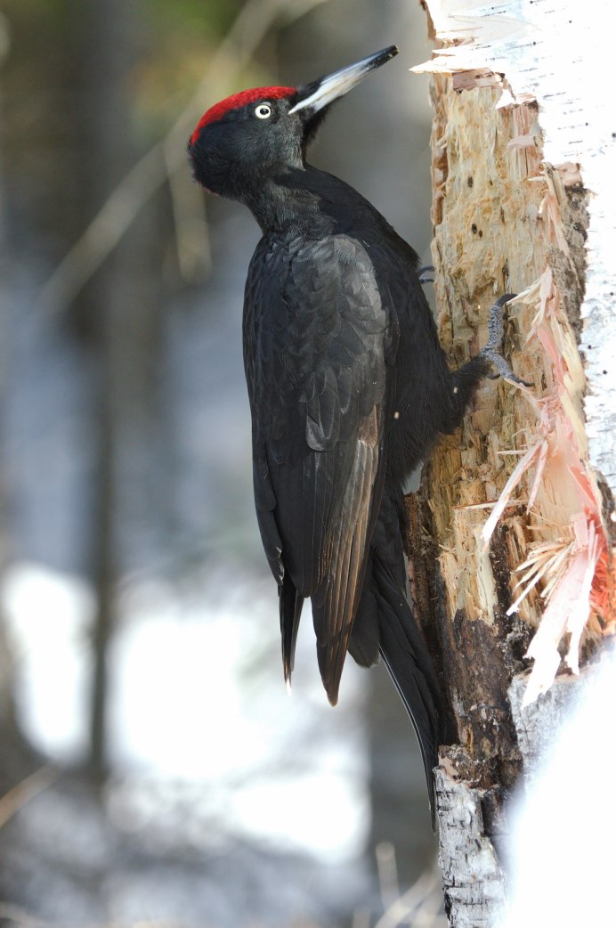 Фотоохота на птиц