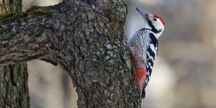 Императорский дятел (Campephilus Imperialis)