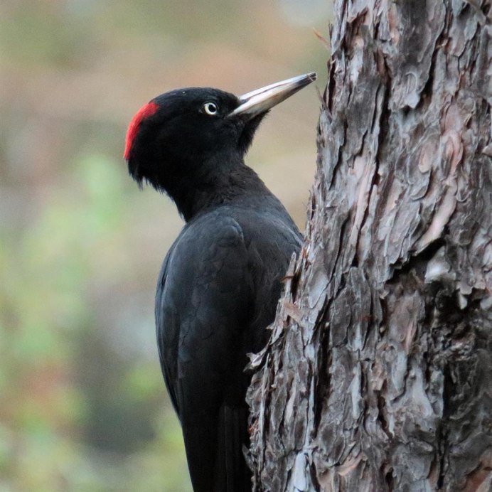 Дятел с красной шапкой
