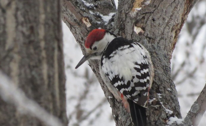 Чёрный дятел голос