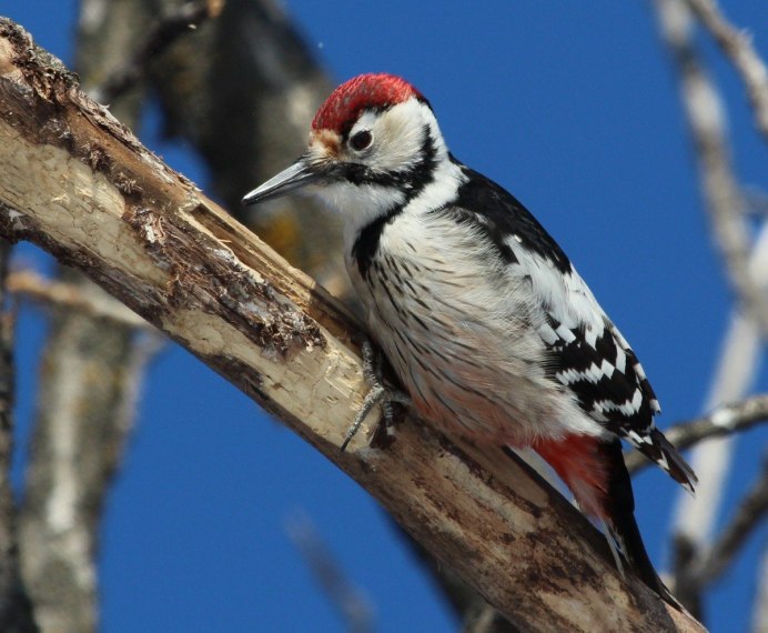 Малый пестрый дятел определитель
