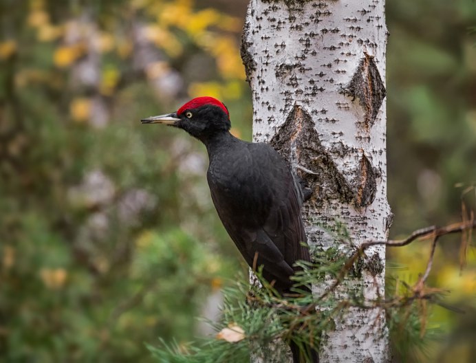 Дятел хохлатая Желна