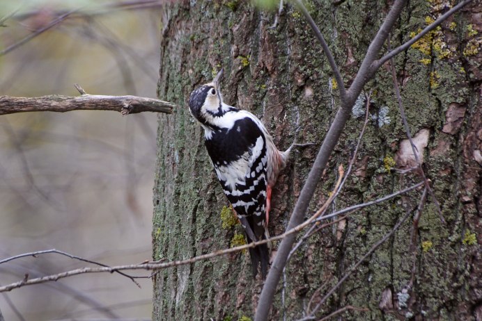Чёрный дятел Самарская область
