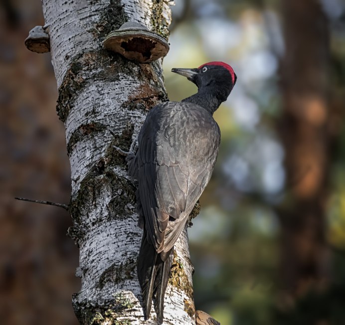 Белоспинный дятел в Карелии