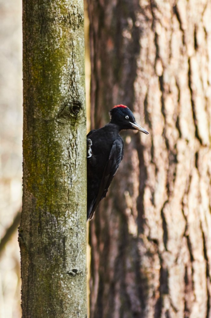 Белоспинный дятел Dendrocopos
