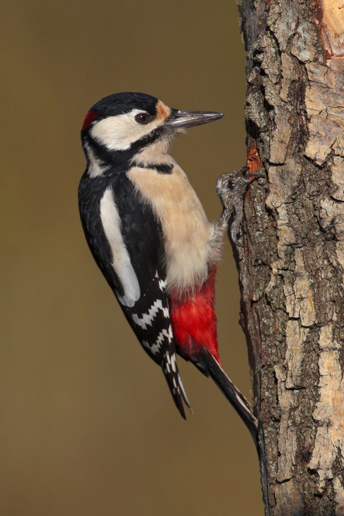 Седой дятел (Picus canus)