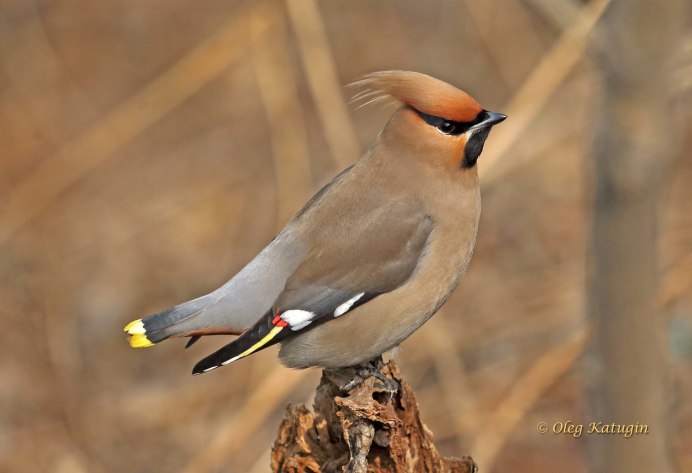 Императорский дятел (Campephilus Imperialis)