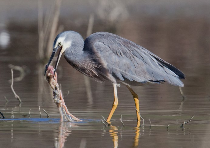 Great Blue Heron птица