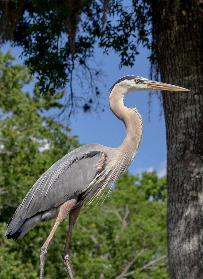 Японская белая цапля