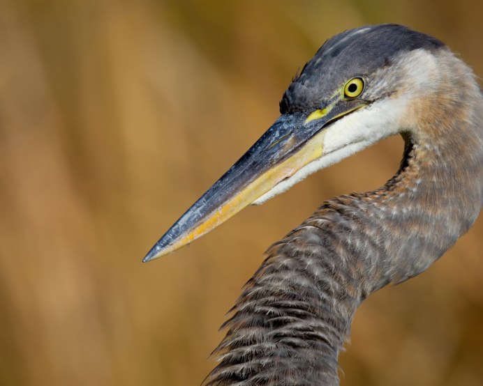 Цапля на плаву