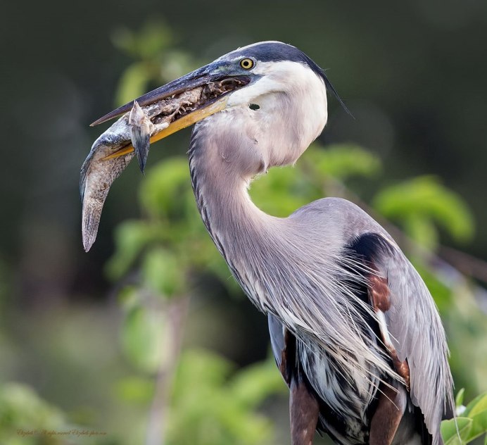 Мадагаскарская желтая цапля