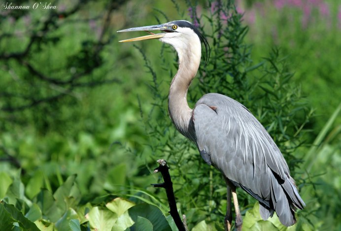 Серая цапля