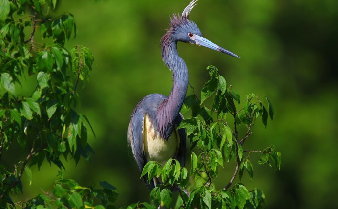 Белая американская цапля