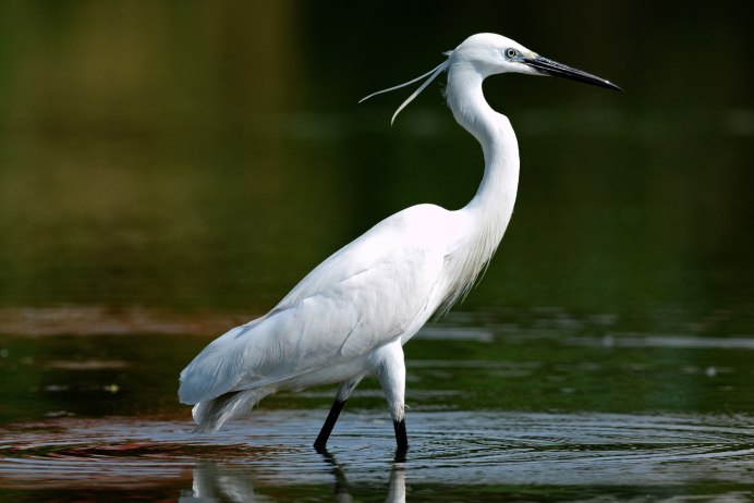 Голубая цапля Херон