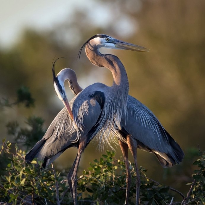 Японская цапля фото