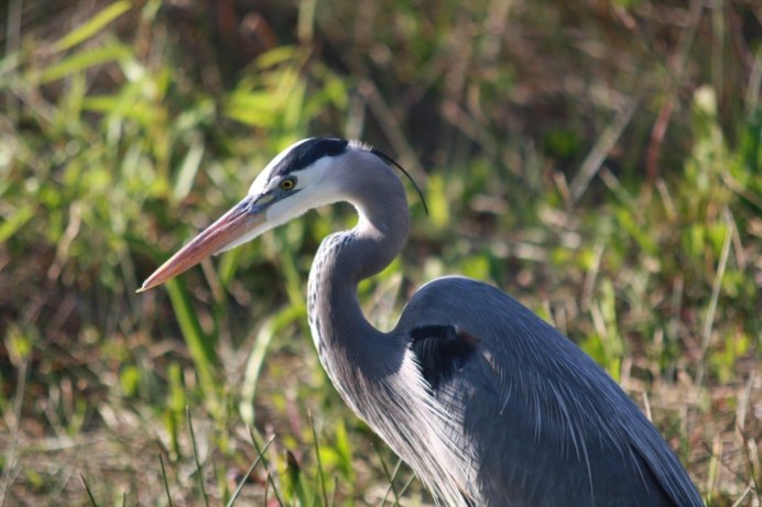 Great Blue Heron птица