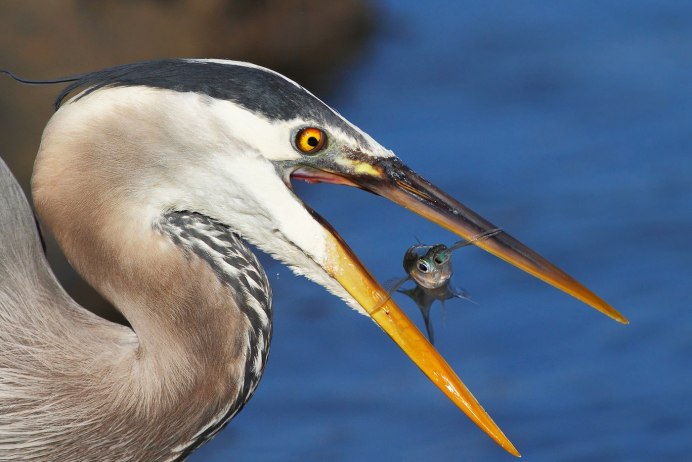 Цапля в полете