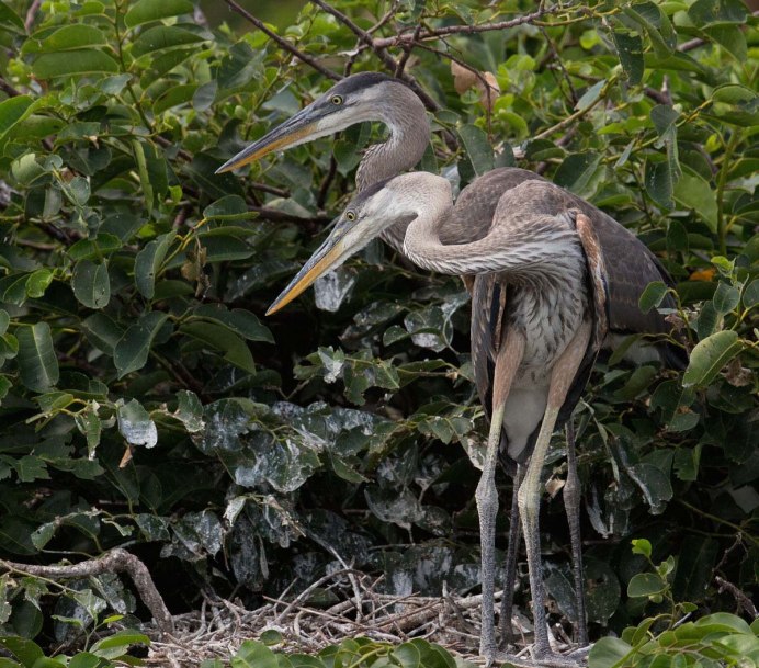 Рыжая цапля Забайкальский край