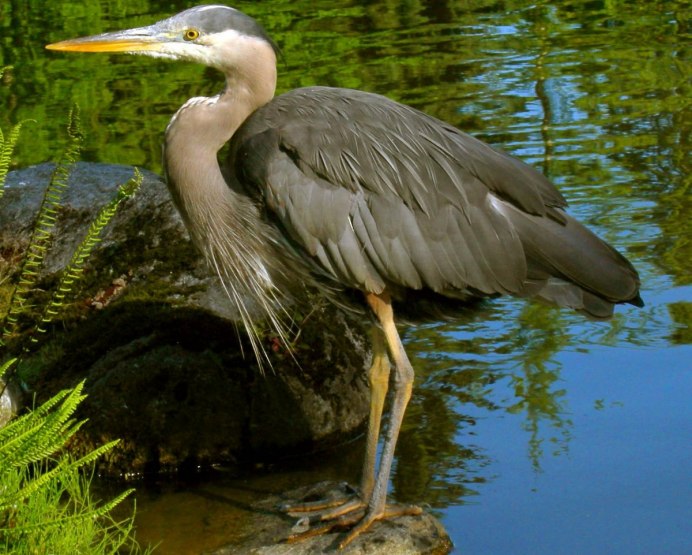 Птица ловит рыбу
