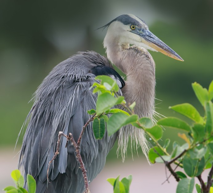 Серая цапля Даурия