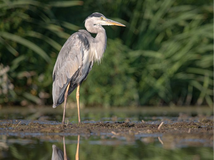 Цапли Бразилии