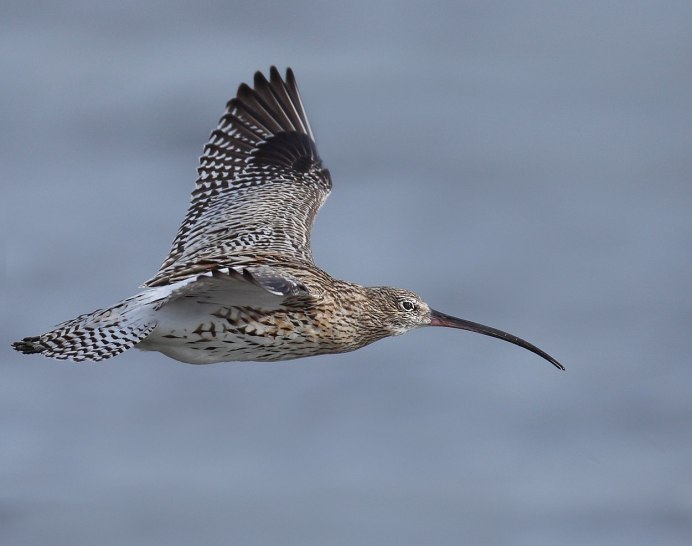 Кулик Бекас (Gallinago Gallinago)