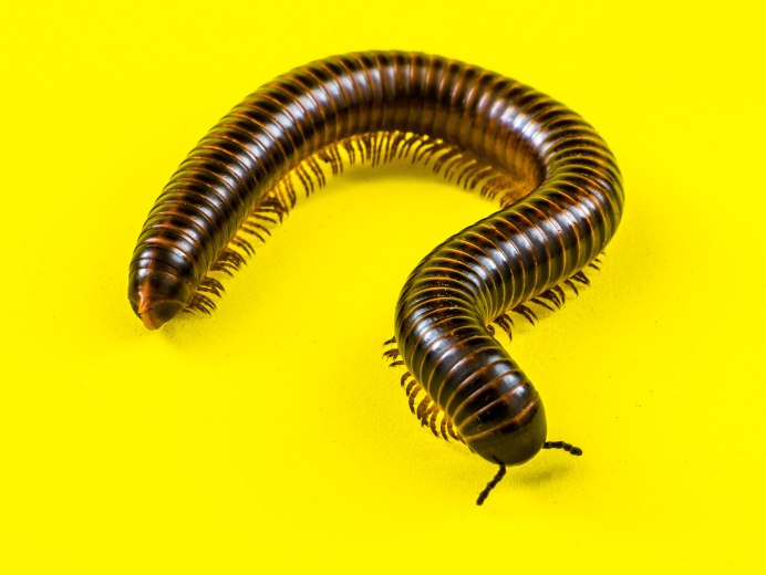 Сколопендра subspinipes